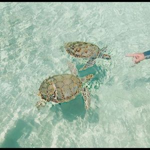 Meet your Posher, Drew